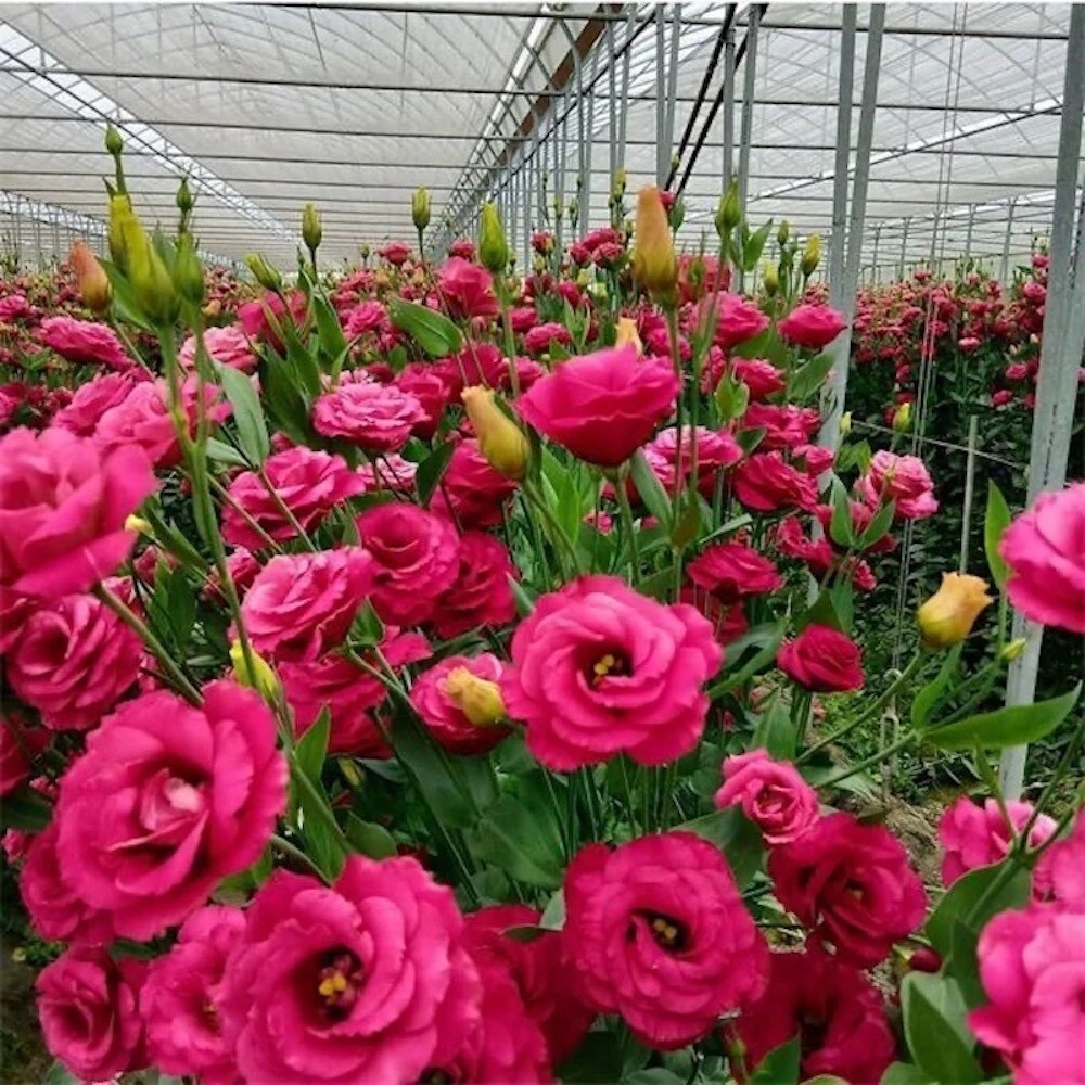 Bestselling Plants