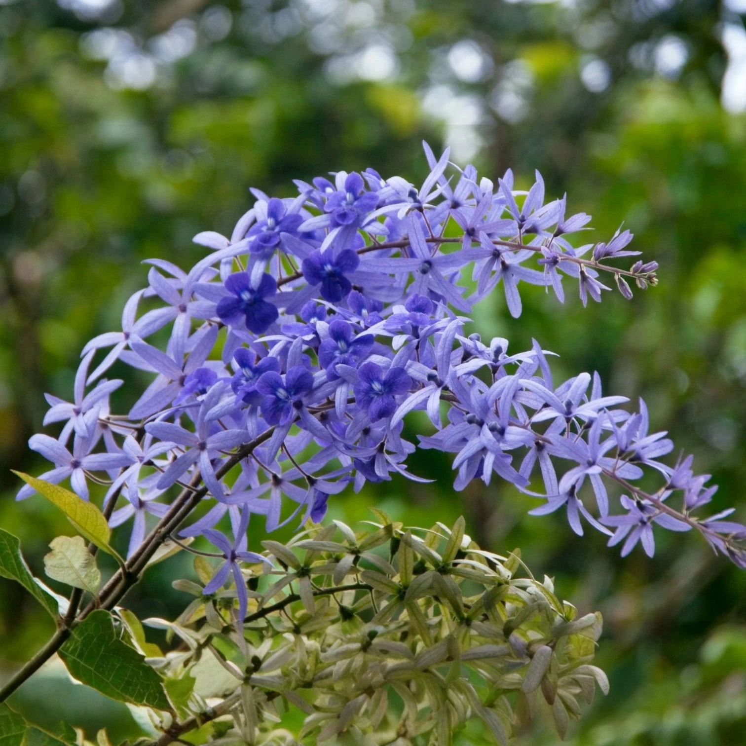 Buy Flowering Plants Online