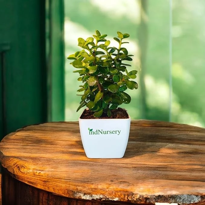 Buy Indoor Plants Online