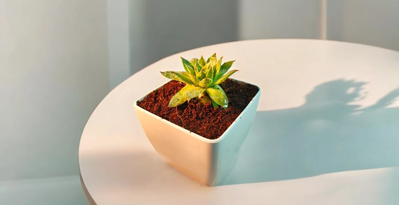 Low Light Indoor Plants