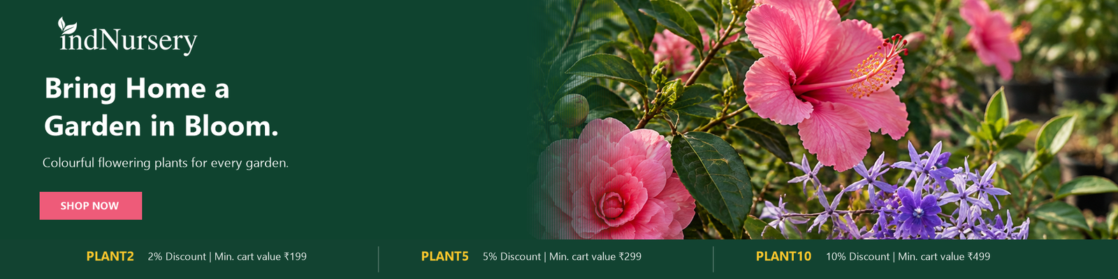 IndNursery Hero Flower Plants
