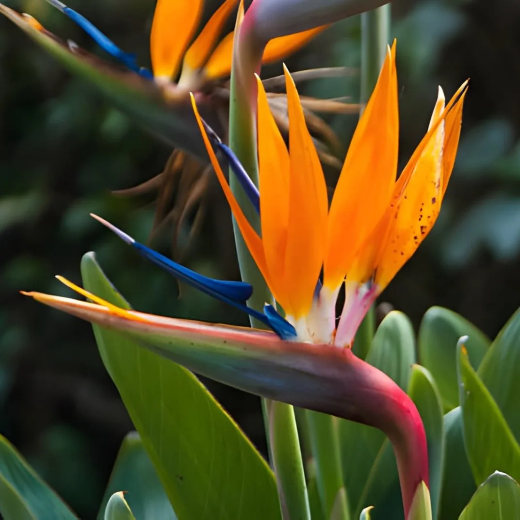 Bird of Paradise Plant (Strelitzia reginae) – Live Tropical Flowering Plant for Indoor, Balcony & Garden | Exotic Ornamental Plant