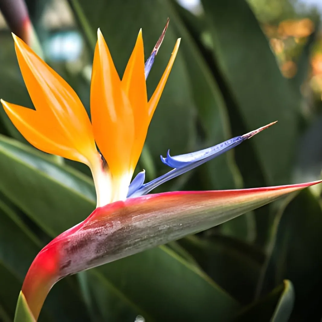 Bird of Paradise Plant (Strelitzia reginae) – Live Tropical Flowering Plant for Indoor, Balcony & Garden | Exotic Ornamental Plant