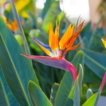 Bird of Paradise Plant (Strelitzia reginae) – Live Tropical Flowering Plant for Indoor, Balcony & Garden | Exotic Ornamental Plant