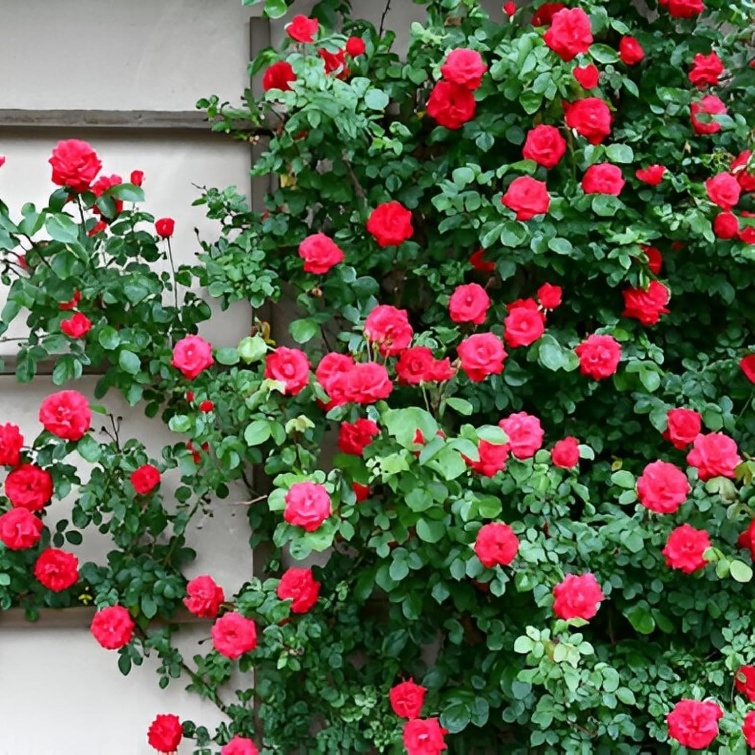  Live Climbing Rose Flower Plant