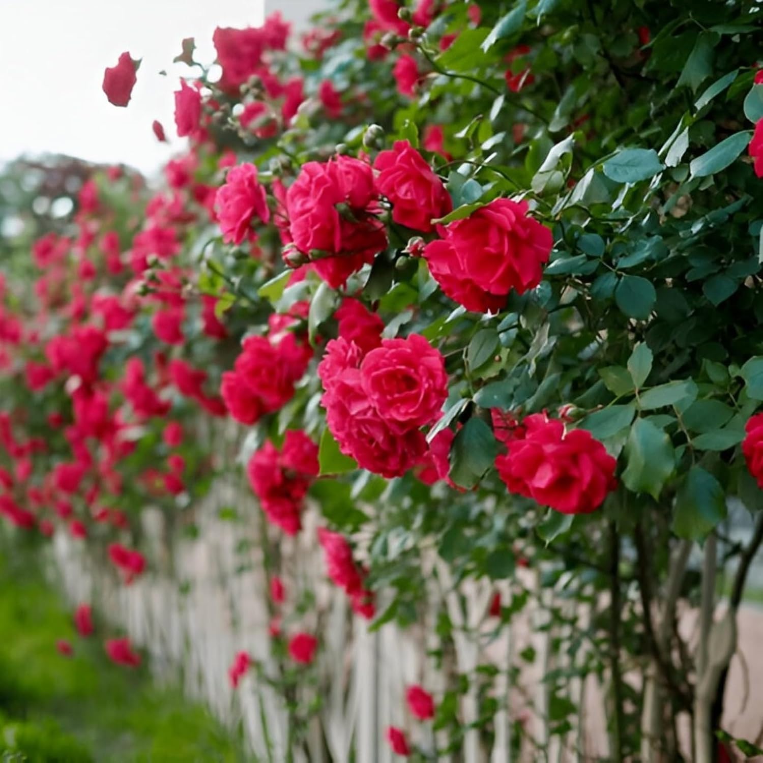  Live Climbing Rose Flower Plant