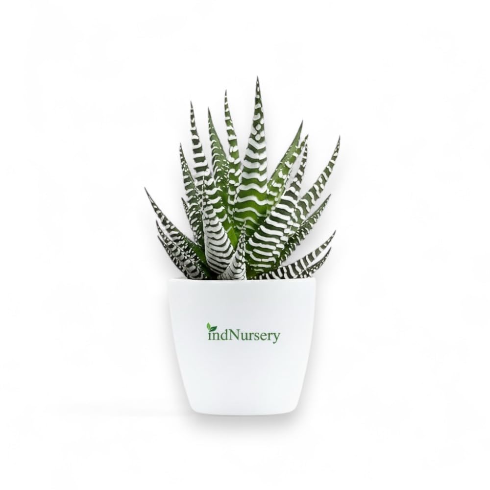 IndNursery Haworthia Zebra Plant, Live Succulent for Indoor and Outdoor Set of 1, With Pot