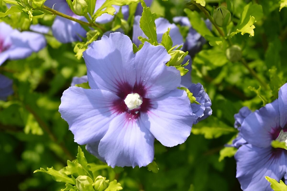 Blue Hibiscus Live Garden Plant | IndNursery Indoor-Outdoor Rare Flowering Plant Single Pack