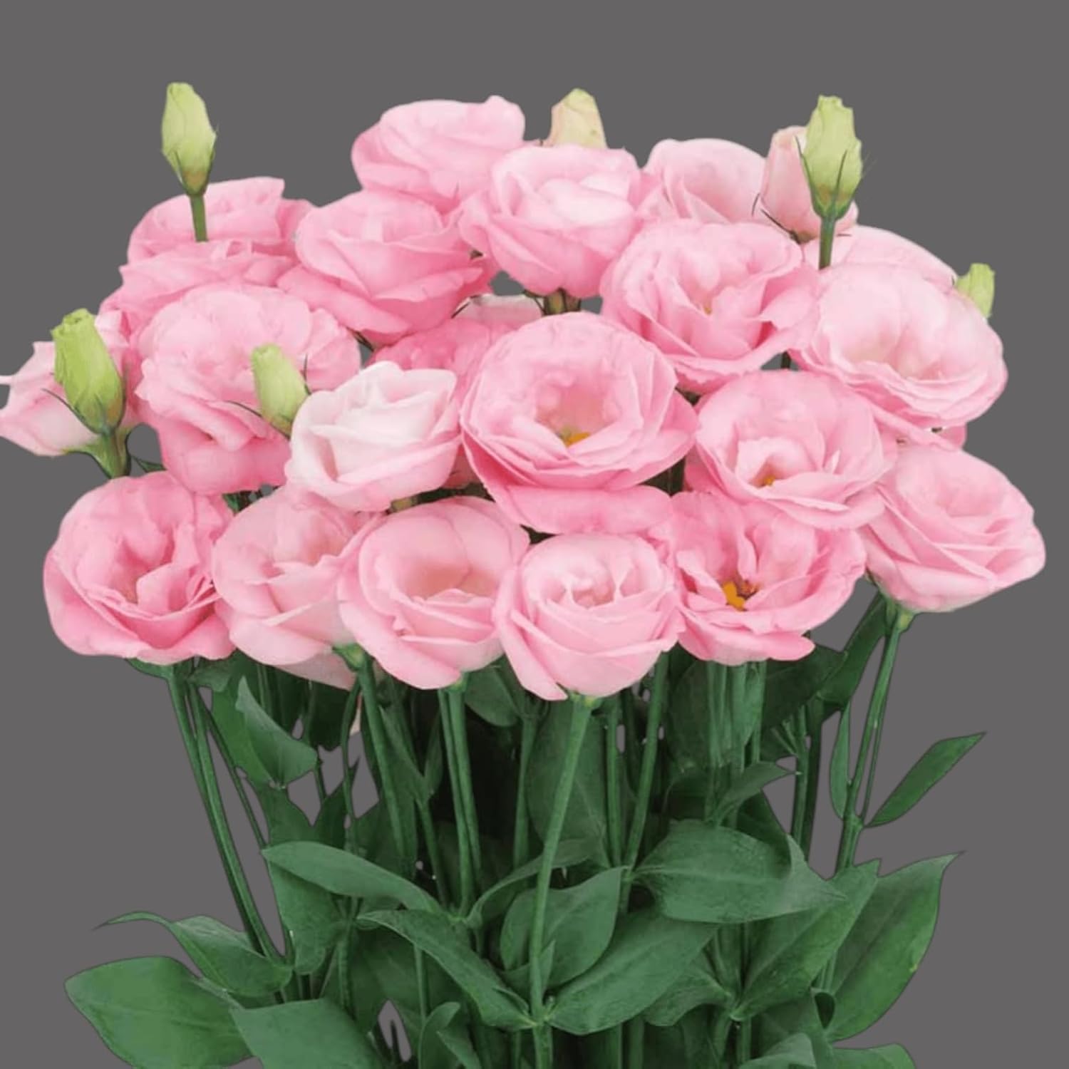 Bright Pink Lisianthus Plant Indoor Live Eustoma Nandini Pack of 1