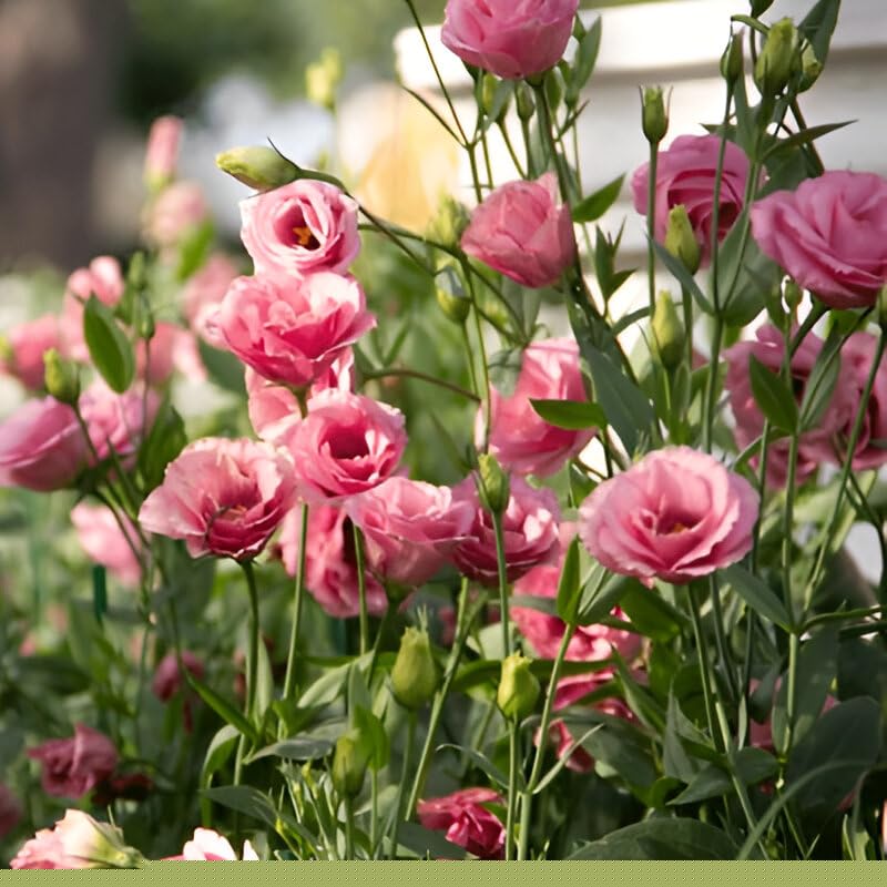 Lisianthus Flower Live Plant (Multicolor, Pack of 2)