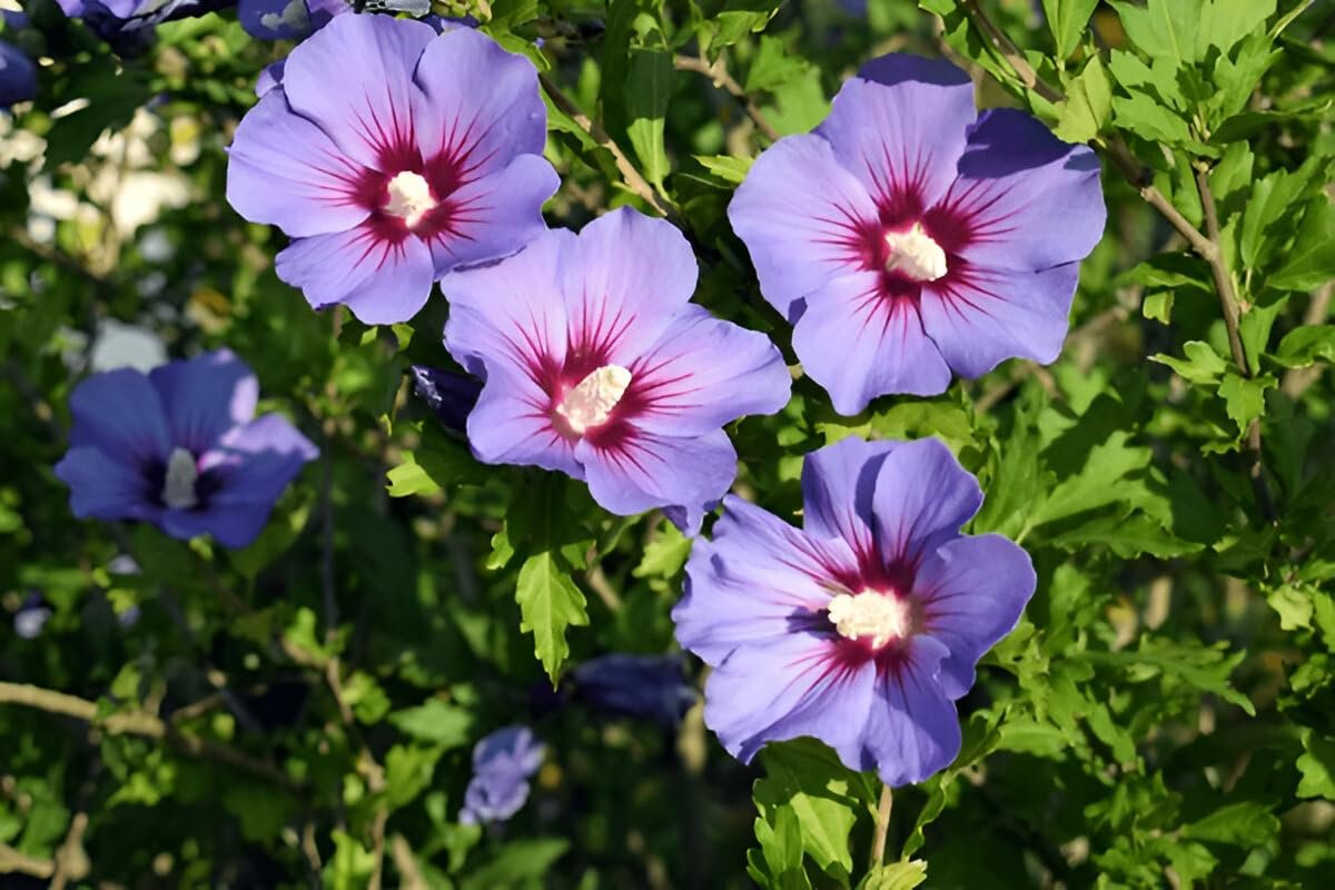 Blue Hibiscus Live Garden Plant | IndNursery Indoor-Outdoor Rare Flowering Plant Single Pack