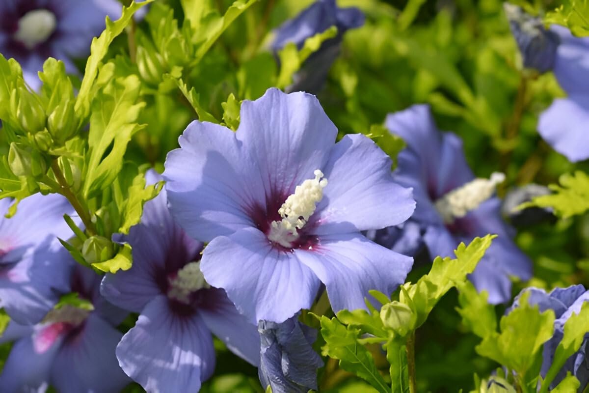 Blue Hibiscus Live Garden Plant | IndNursery Indoor-Outdoor Rare Flowering Plant Single Pack