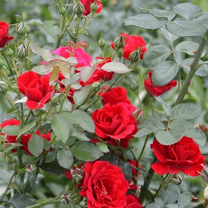 Multi Colour Rose Tree Plant