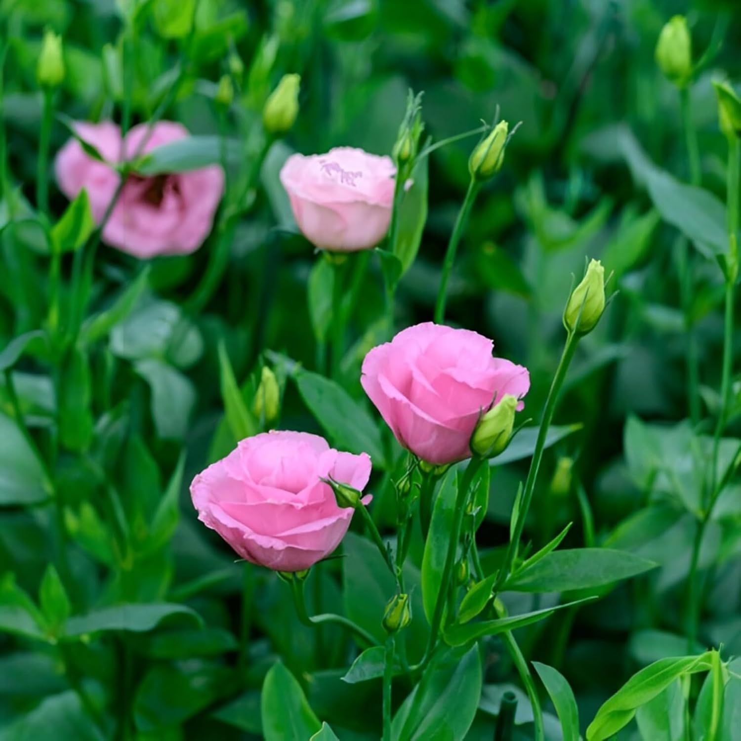 Lisianthus Flower Live Plant (Multicolor, Pack of 2)