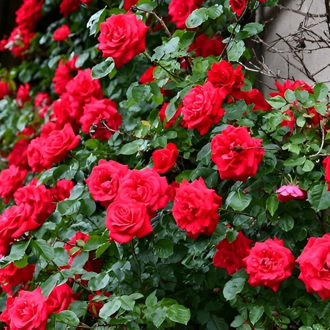 Climbing Red Rose Plant (RED ROSE PLANT)