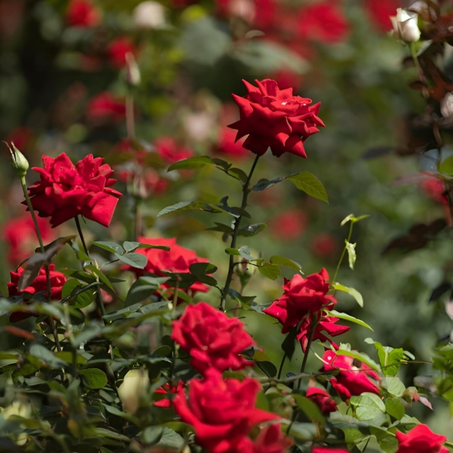 Multi Colour Rose Tree Plant