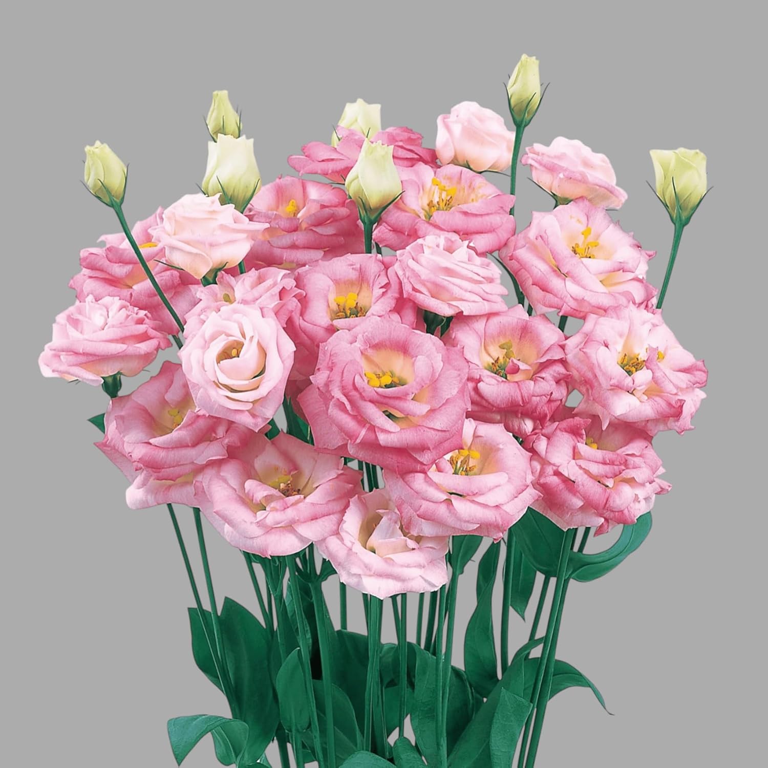 Bright Pink Lisianthus Plant Indoor Live Eustoma Nandini Pack of 1