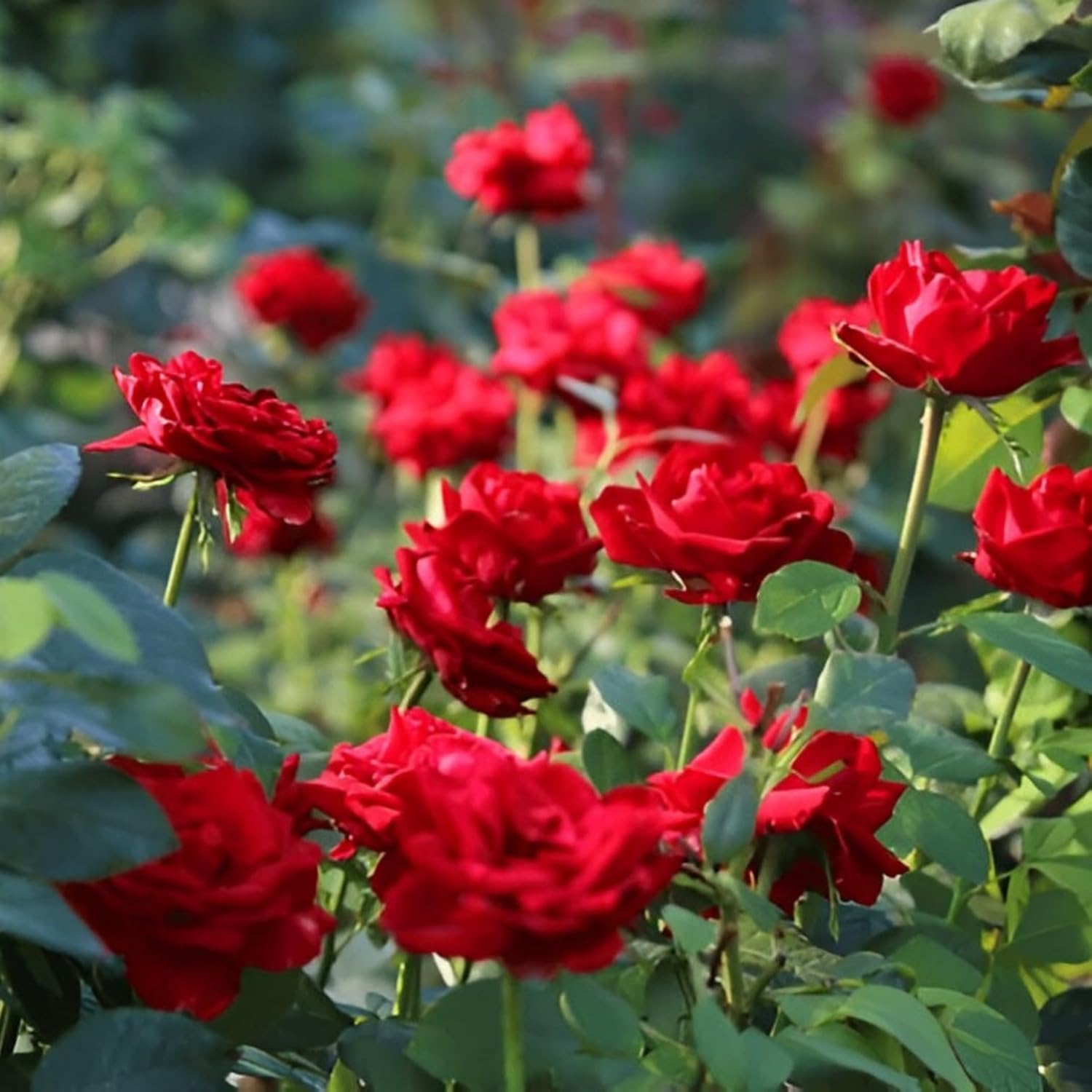 Multi Colour Rose Tree Plant