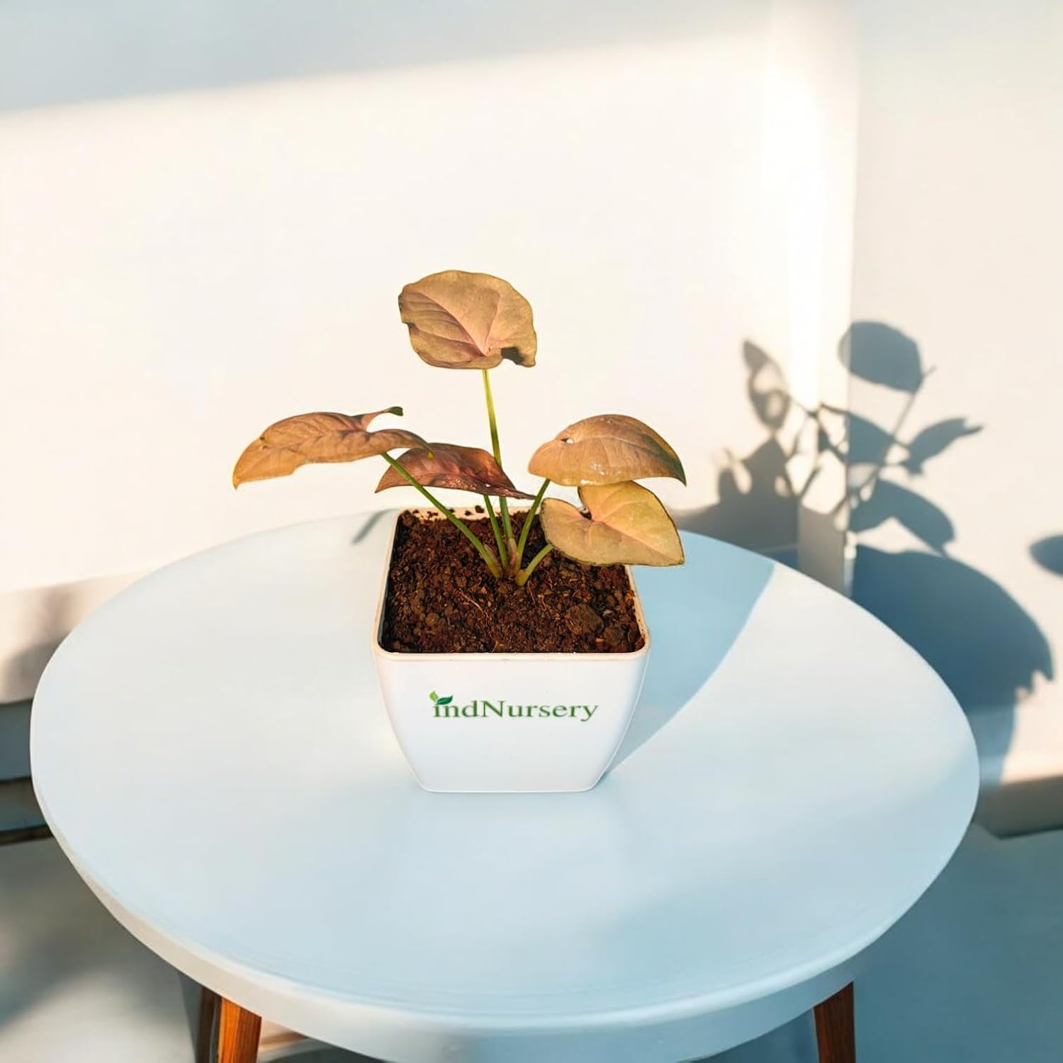 Syngonium Pink Natural Live Indoor Plant with Pot | Arrowhead Plant (Pink)