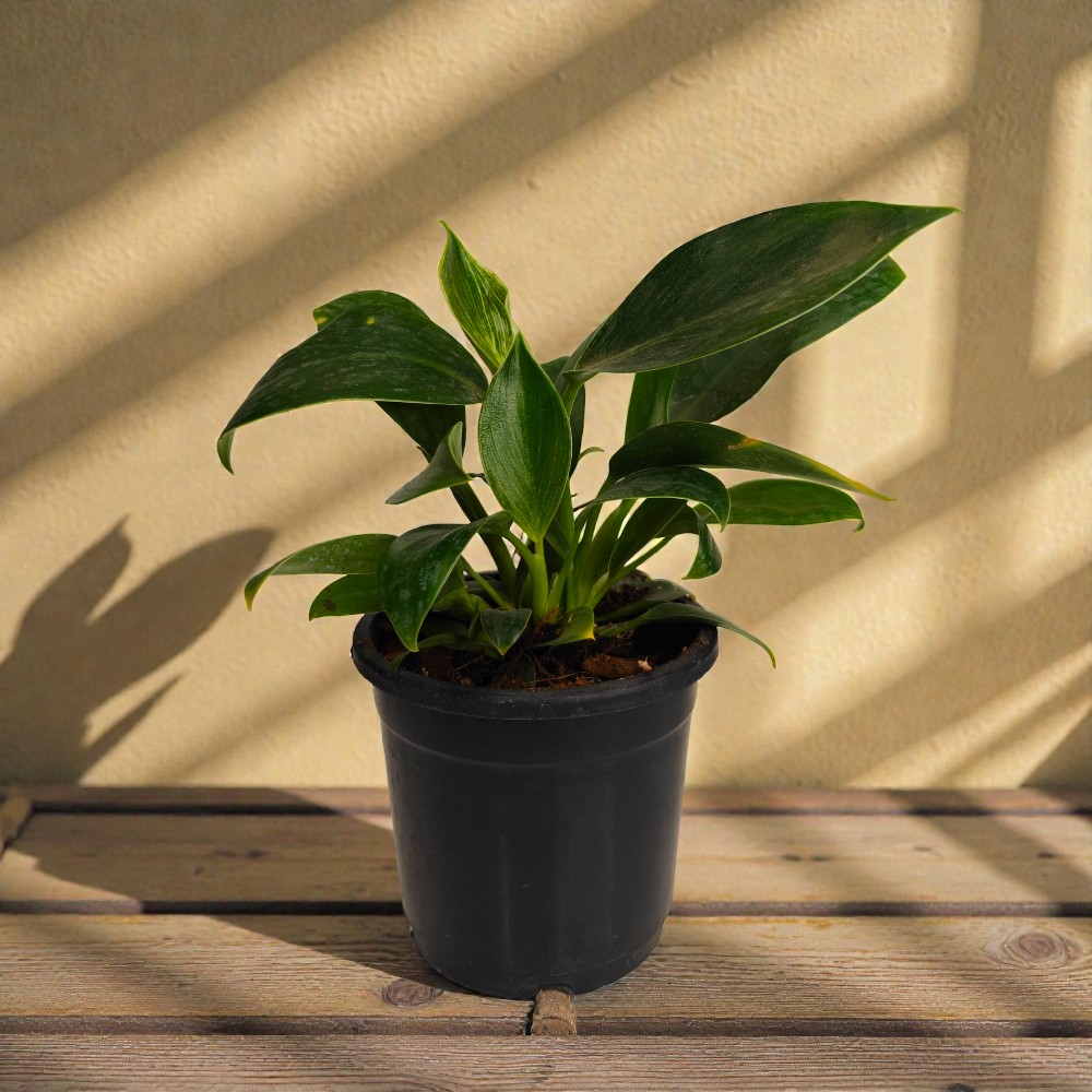 Philodendron Birkin in Pot – Indoor Houseplant for Fresh Air & Modern Home Decoration