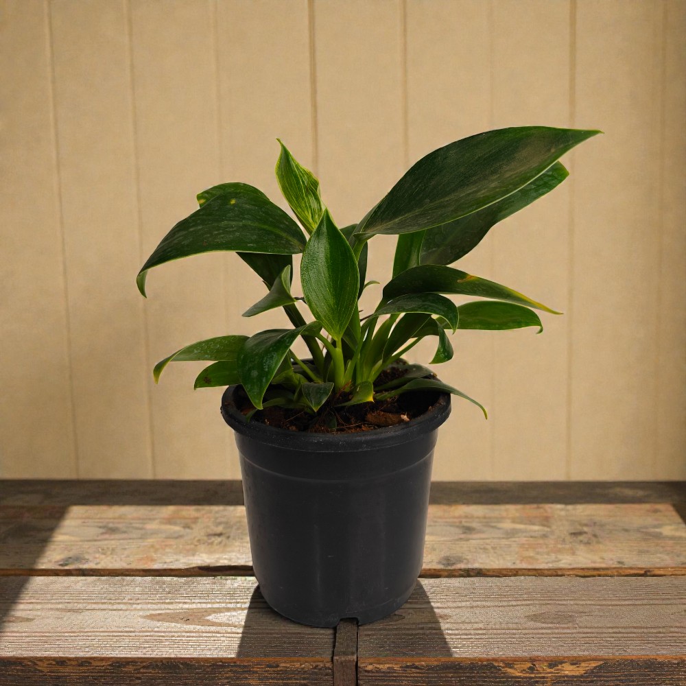 Philodendron Birkin in Pot – Indoor Houseplant for Fresh Air & Modern Home Decoration