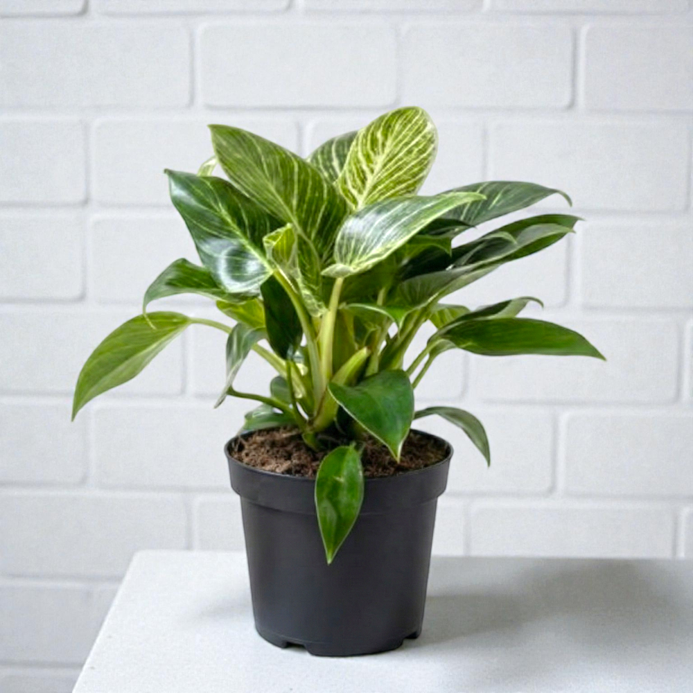Philodendron Birkin in Pot – Indoor Houseplant for Fresh Air & Modern Home Decoration