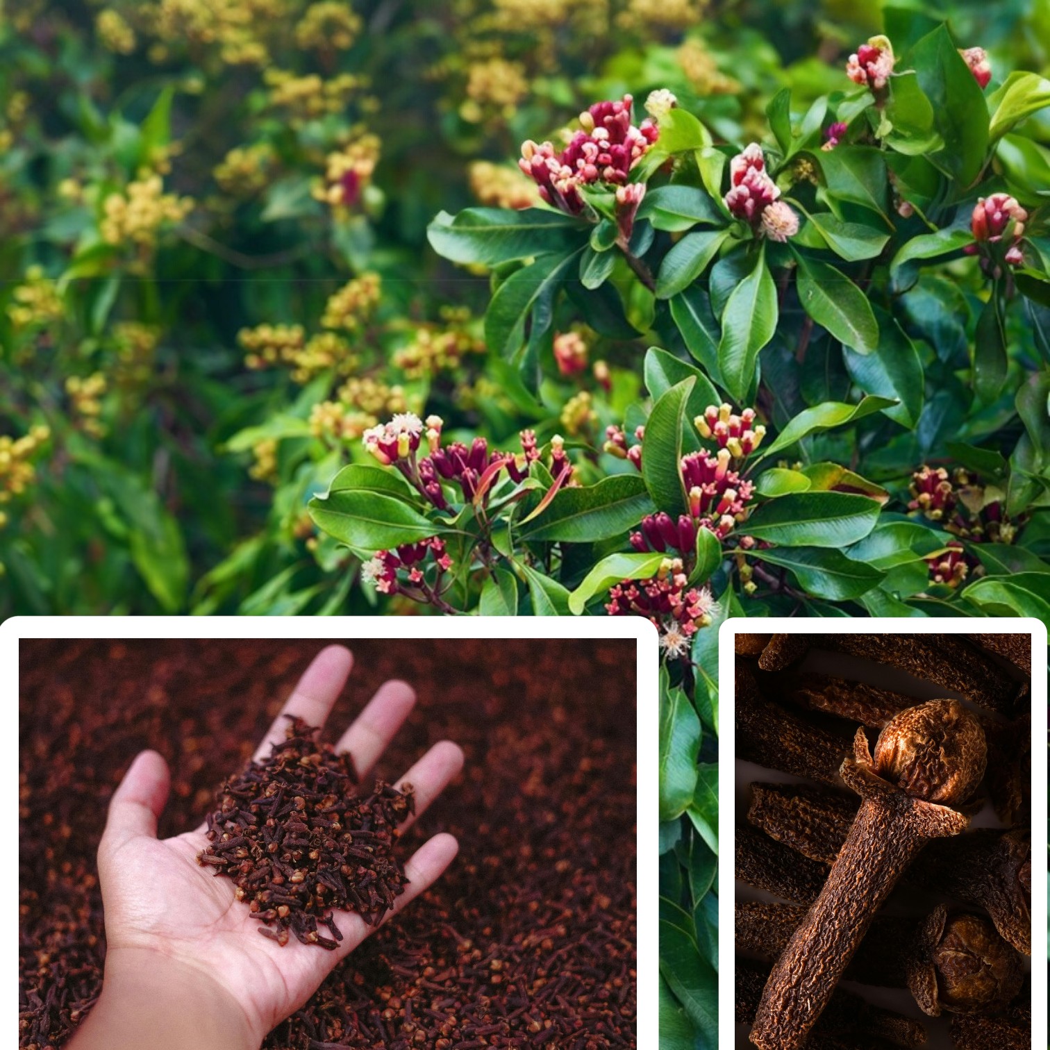 Buy Clove (Laung) Indian Spices Live Plant - Lavanga Plant, Laung Plant  (Syzygium aromaticum) Online - IndNursery