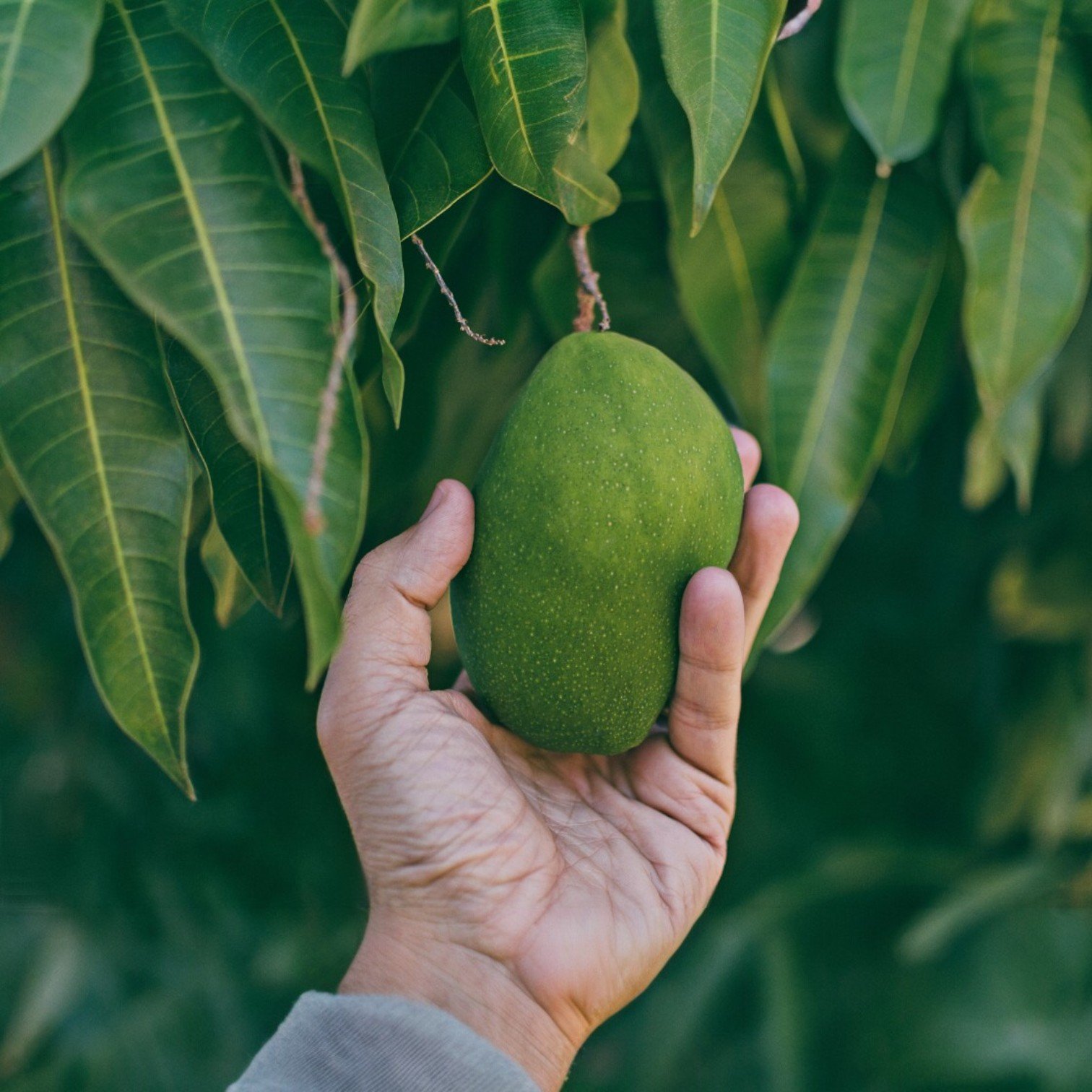 Buy All Time Grafted Mango Fruit (Aam) Plant for Home and Office Garden ...