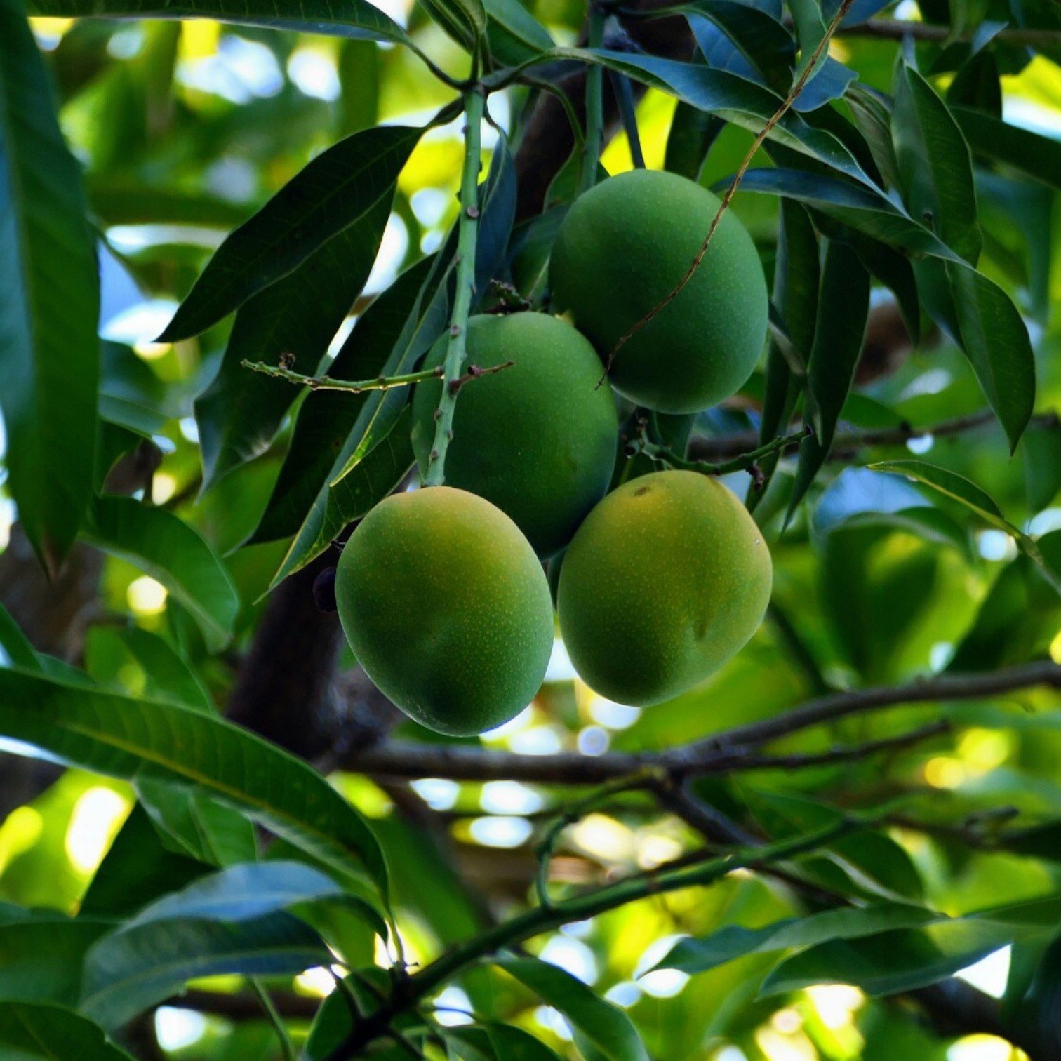 Buy All Time Grafted Mango Fruit (Aam) Plant for Home and Office Garden ...
