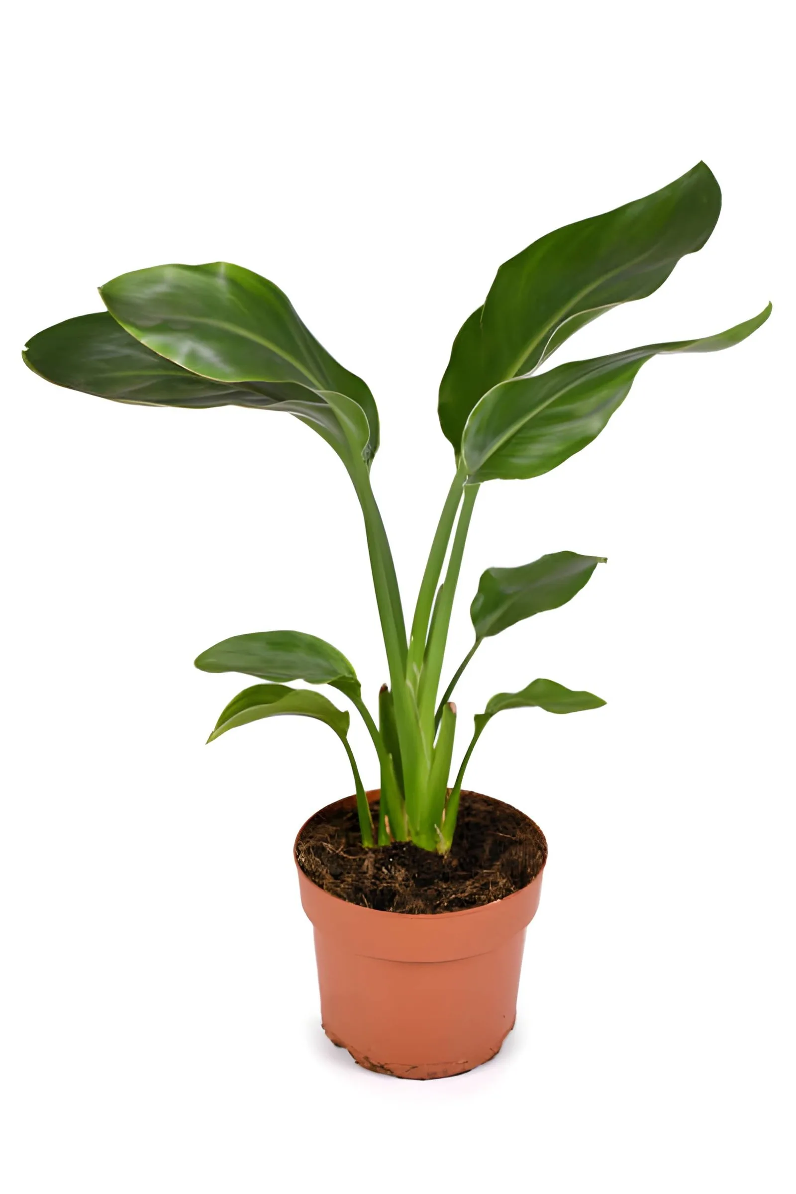 Bird of Paradise Live Flowering Plant