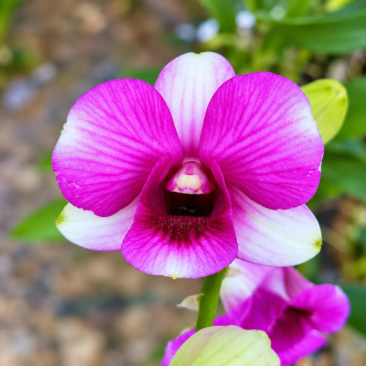 Air Two Tones P1296 Dendrobium Orchid flower