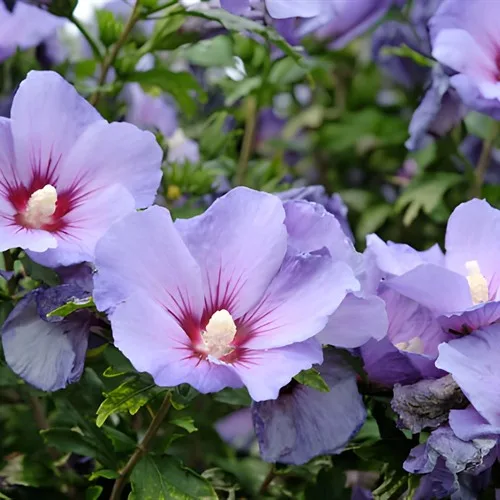 Blooming Blue Hibiscus Flower Live Plant