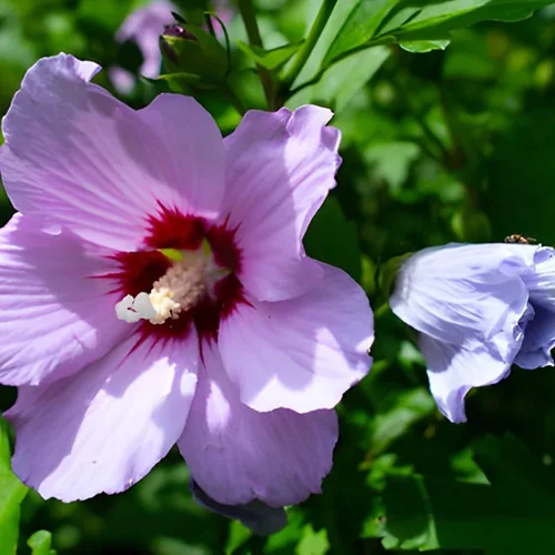 Alyogyne huegelii (Endl.) Fryxell
