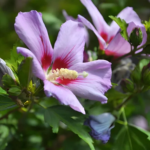 Blue Hibiscus Flower