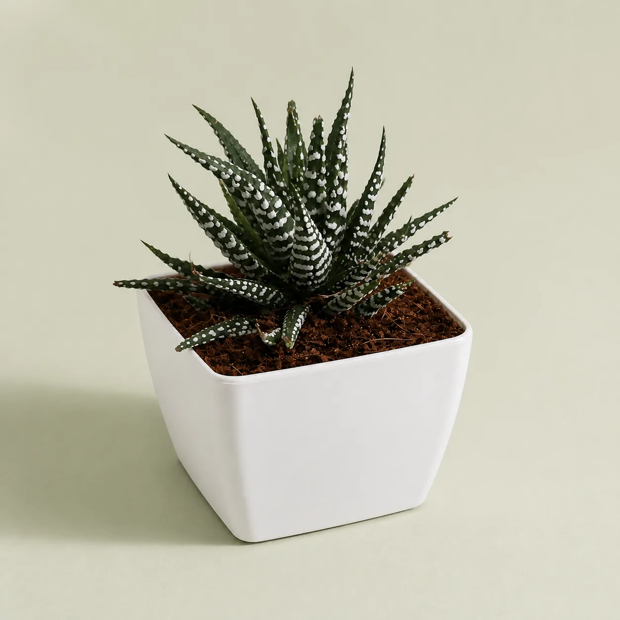 Haworthia Zebra Plant in succulent pot
