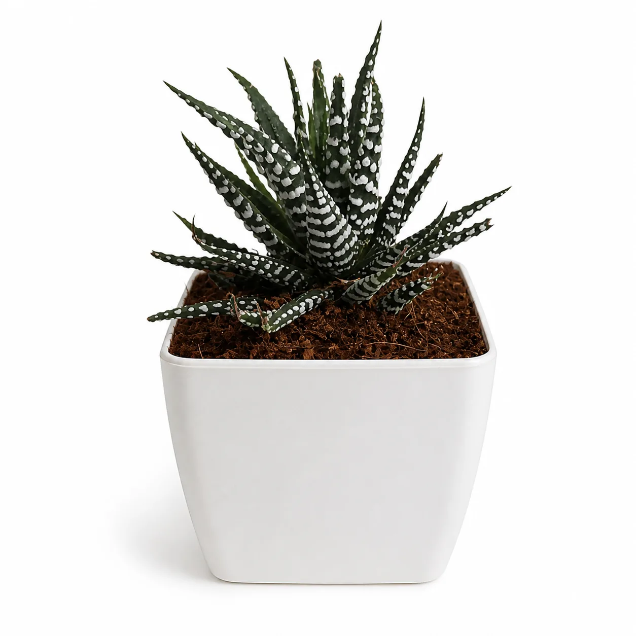 Haworthia Zebra Plant minimal