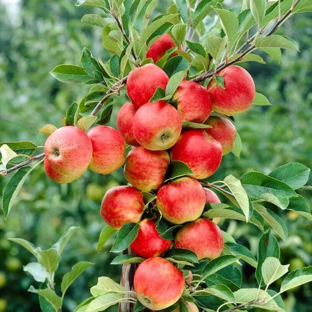 HRMN 99 Apple on Plant