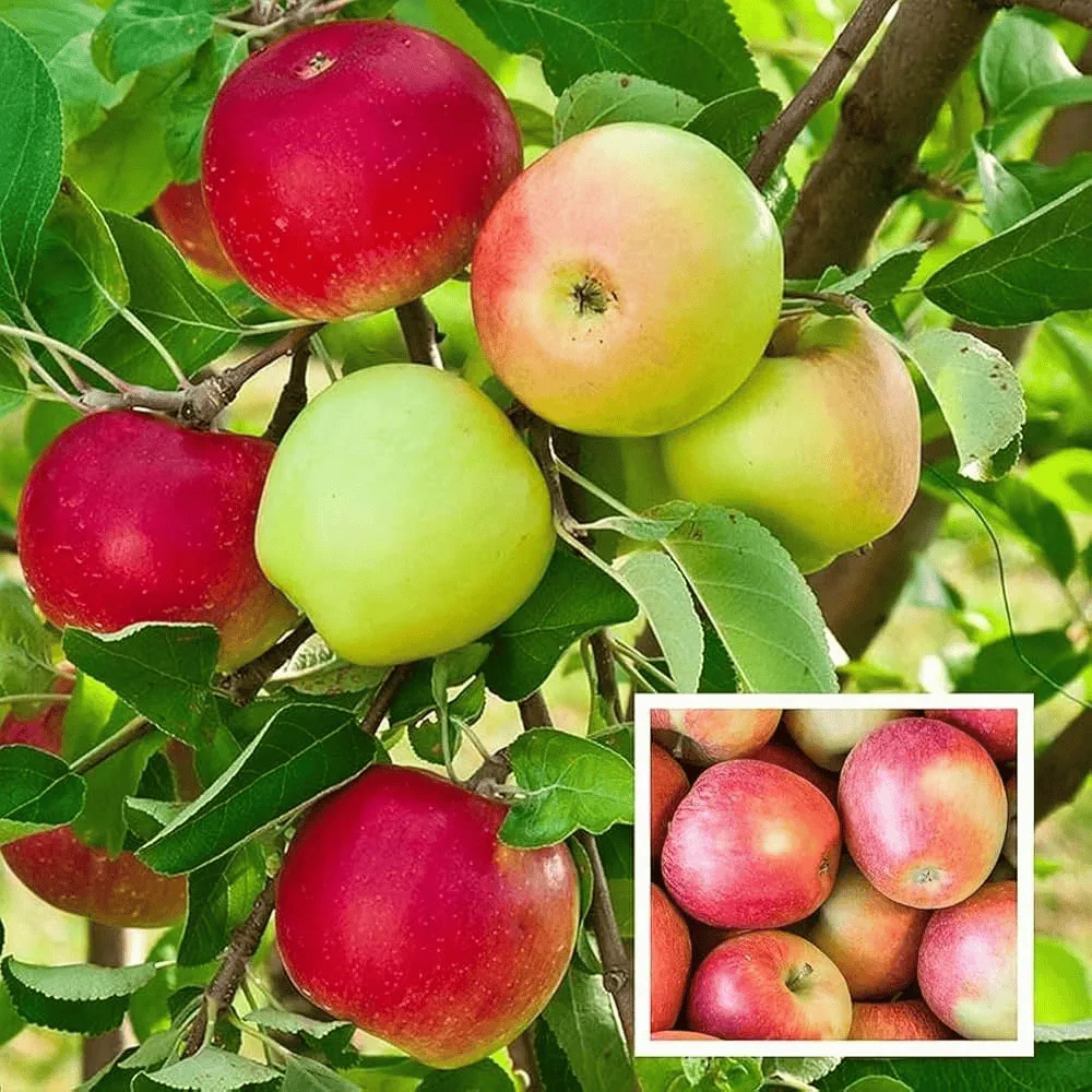 HRMN 99 Apple on Plant