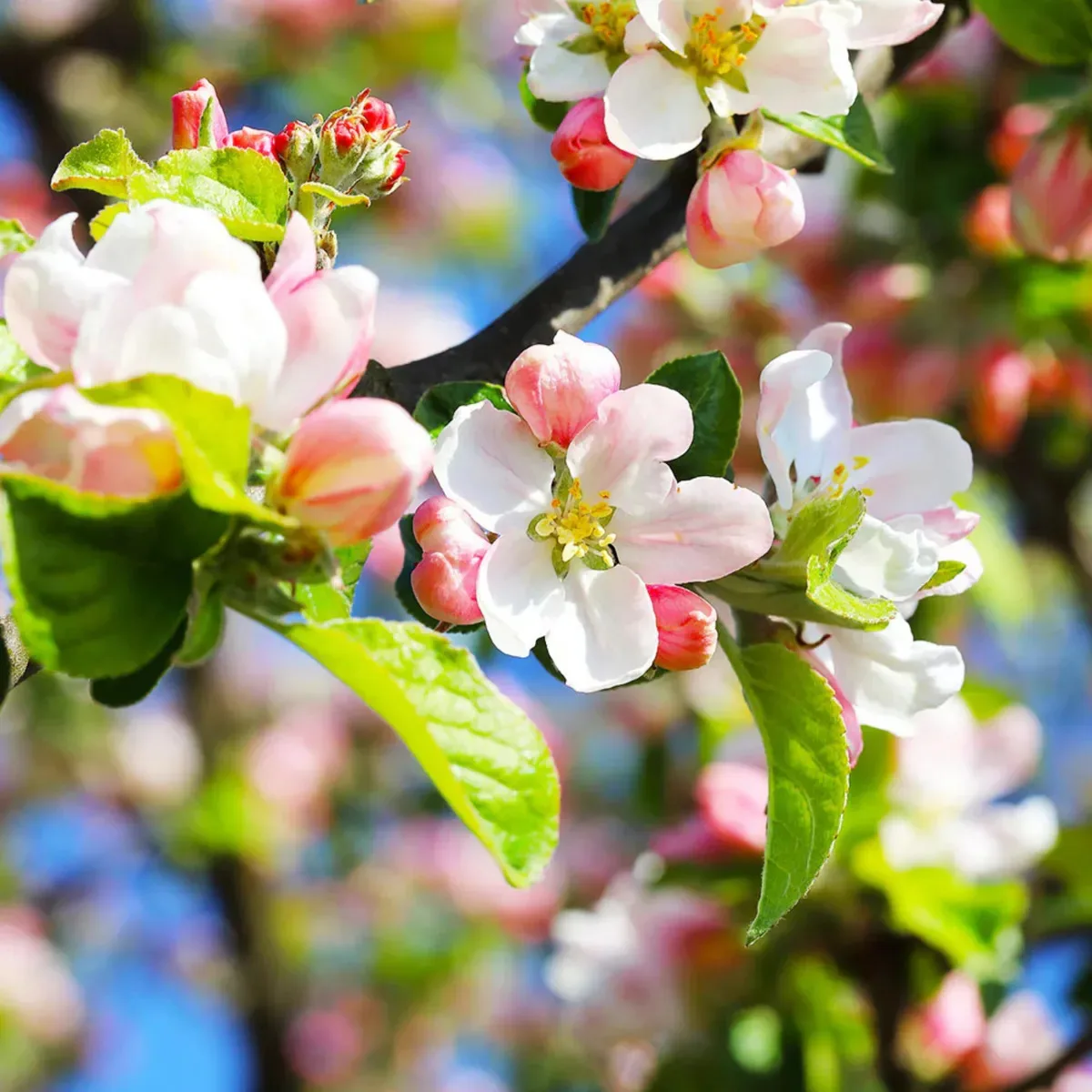 Anna Apple Flower