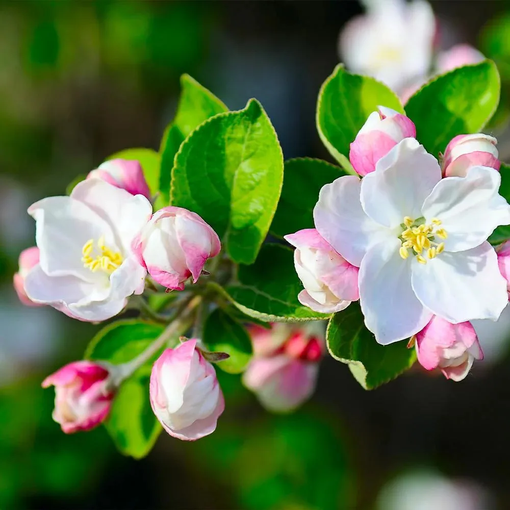 Dorsett Golden Apple Flower