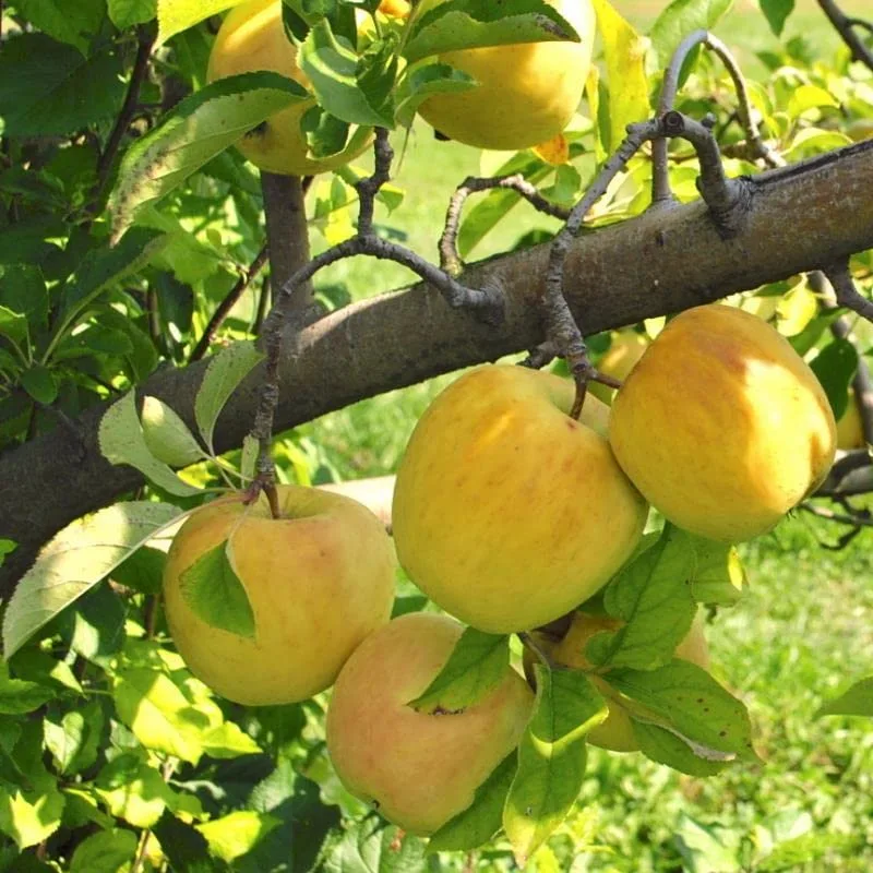 Dorsett Golden Apple