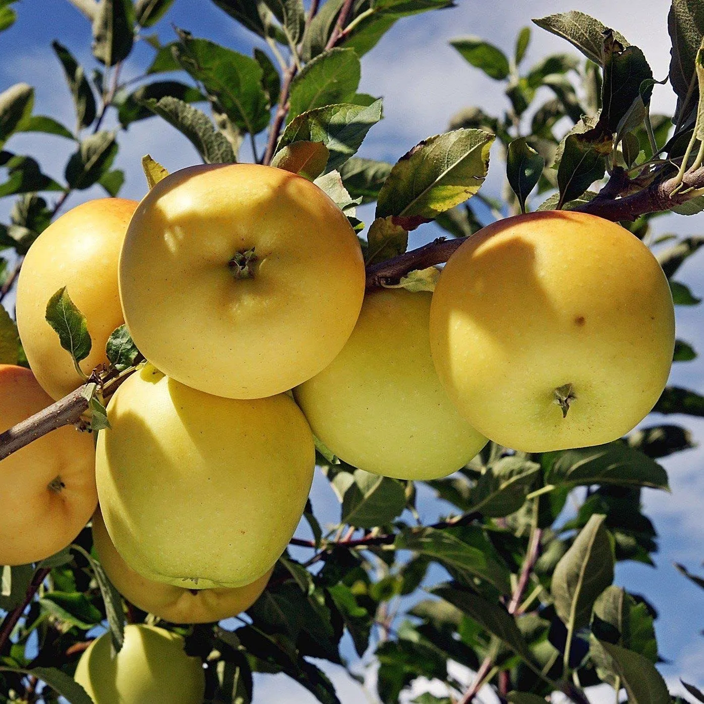 Dorsett Golden Apple