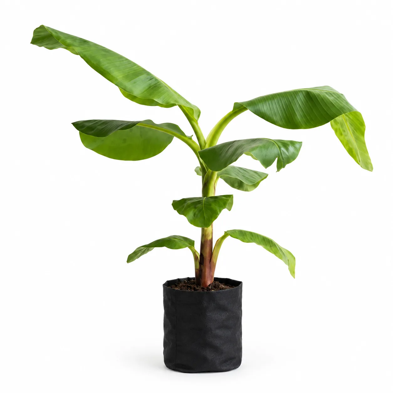 G9 banana plant sapling