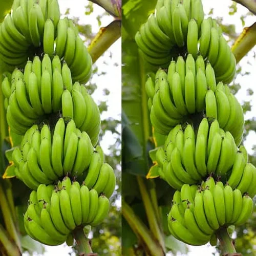 G9 Banana
