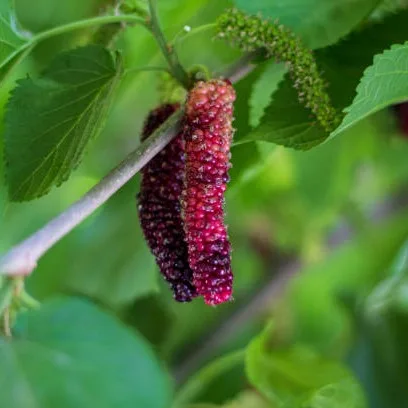 Long Mulberry