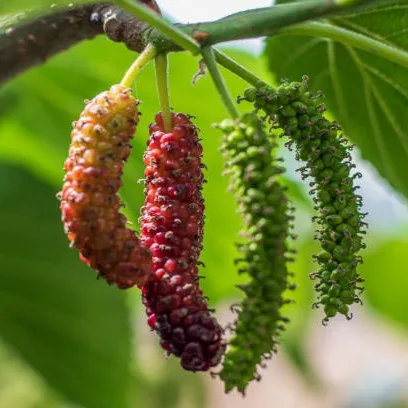 Long Mulberry