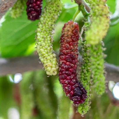 Long Mulberry
