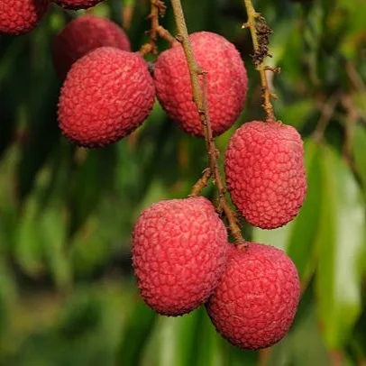 Bombai Litchi fruits