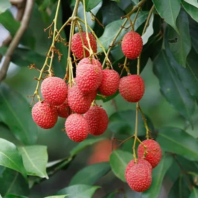 Bombai Litchi fruits