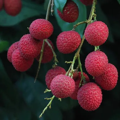 Bombai Litchi fruits